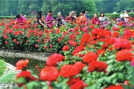 月季花境， 打造你的独特花园