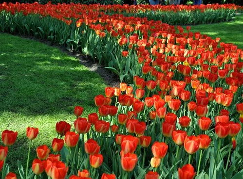 物流通关秘籍：避免花卉变成“腌菜干”