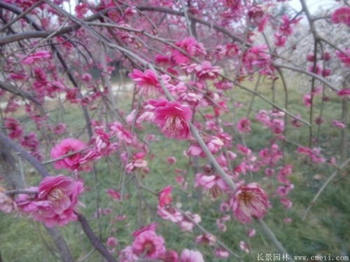 垂榆和龙爪槐，哪一个是哪个？