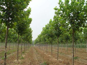 规格之谜， 价格之谜