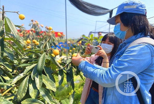 柴胡长啥样？别堪错了！