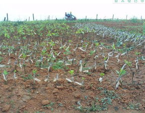 山东裕农苗木基地：工程苗木采购的宝地