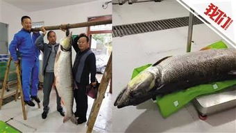 鳡鱼凶猛，一出现便令其他鱼类纷纷逃离