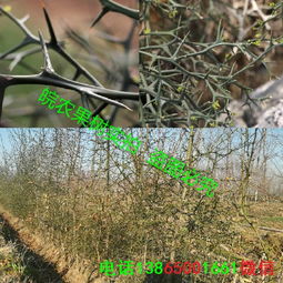 常绿篱笆植物：既美观又环保