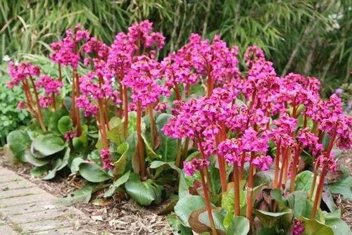 耐寒开花， 早春植物的三大生存密码