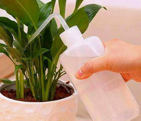 高温天气， 养花如养儿，不宠不行