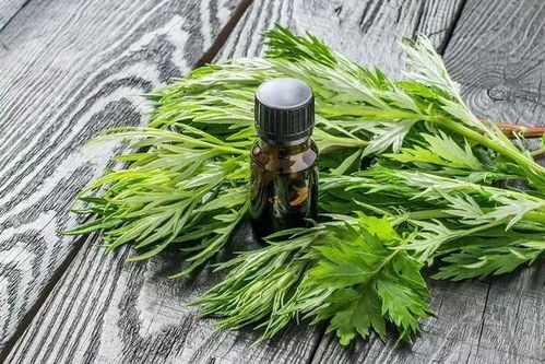 艾叶花椒盐水泡脚，真的能驱寒暖身吗