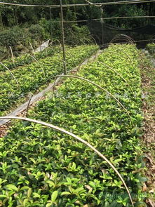 桂花小苗种植，如何选择合适土壤