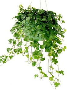 北方室外四季常青又耐寒的植物