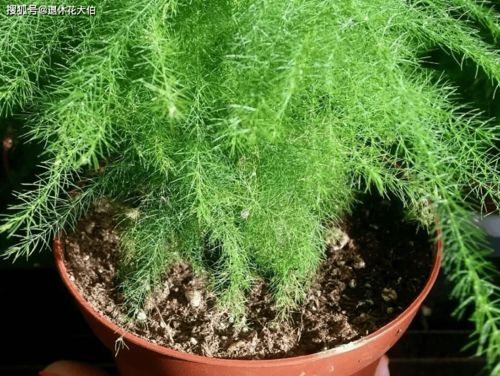 海拔1300米草场枯死1300种草，五大耐寒品种嫩省60%补种费吗？