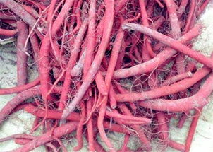 收益大对比， 丹参梗胜一筹