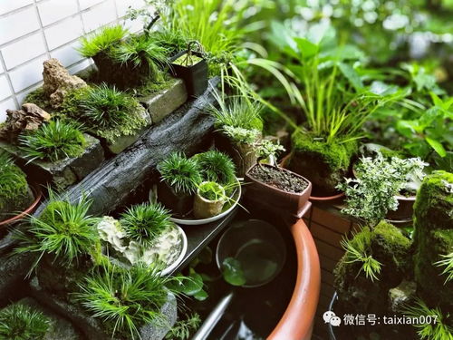 菖蒲怎么养？新手也能学会的简单养护技巧