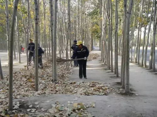 病虫害侵袭， 也是小枯枝的“帮凶”