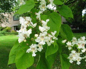 探寻梓树迟发芽之谜