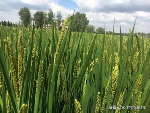 水稻虫害防治，你真的了解吗？