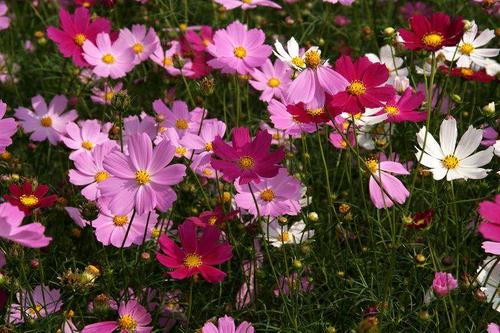 1. 紫薇（Lagerstroemia indica）
