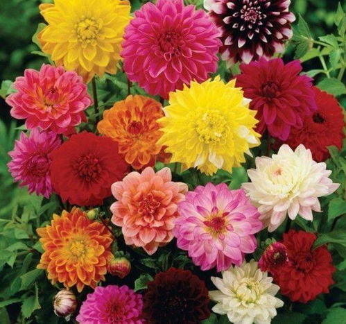 那朵粉红花朵的来历