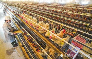 规模化养殖管理：避免误区