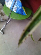 吊兰叶子上的小虫子，怎么除掉呢？