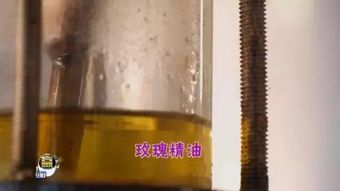 平阴玫瑰的种植历史,像老树一样悠久