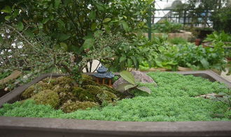 一、斜坡种菜，美观又好吃的小秘密