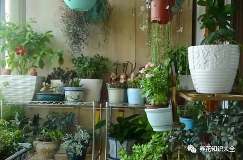 南阳台的光照条件