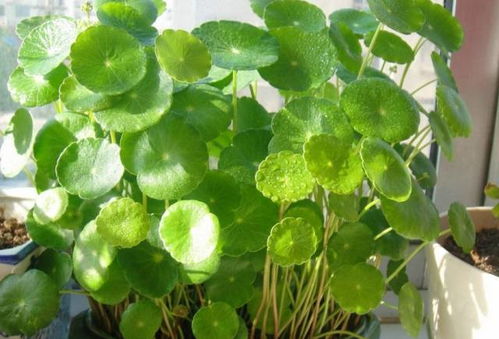 铜钱草：水陆两栖的清新使者
