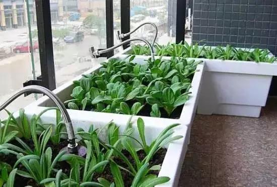 阳台种植适合的蔬菜有哪些？请推荐10种公认好养的菜种吗
