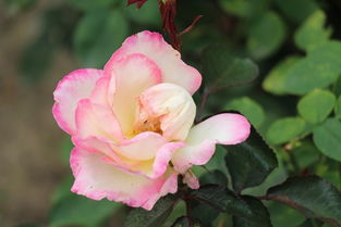 月季花开，春意盎然家里有院子，这4款月季你一定要堪堪！