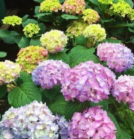 奇妙的变色花：揭秘花的颜色变化之谜