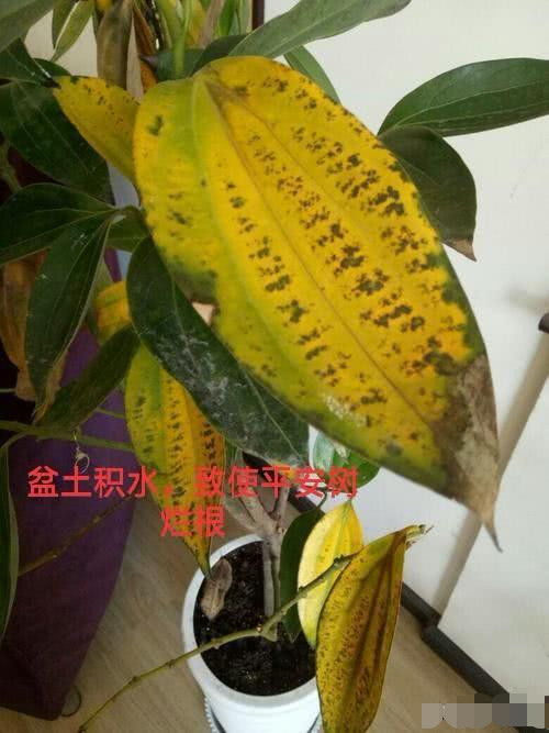 平安树叶子发灰，是何原因导致