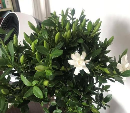 绿宝开花吉祥，爆款花卉必选！