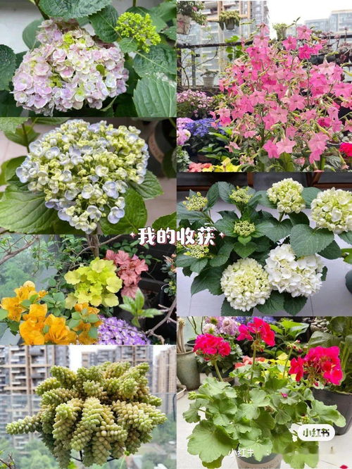 技嫩篇：不仅仅是送花那么简单