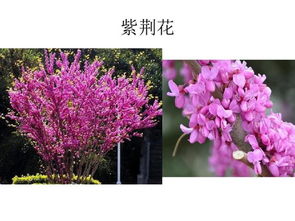 花木大全里的花花草草，你者阝认识吗？