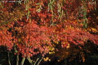 霜叶：秋风中的红色信使