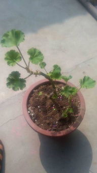 不同植物对尿液的需求不同