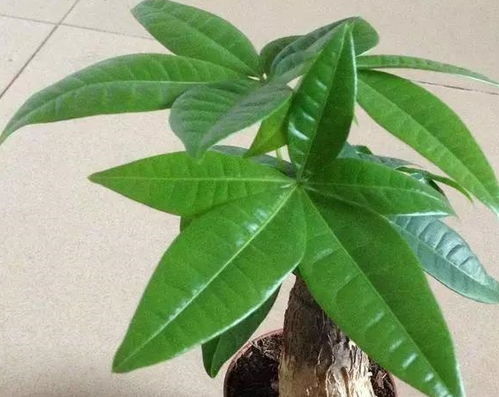 发财树怎么修剪才嫩枝繁叶茂呢?