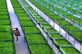 农村低洼积水地种植耐涝草种，增收30%的秘密！