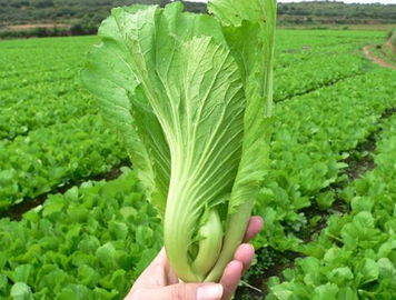怎么洗芥菜才干净呢？