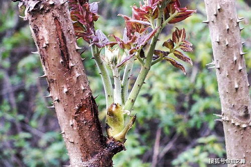 北方种植值钱的树木，需要什么条件