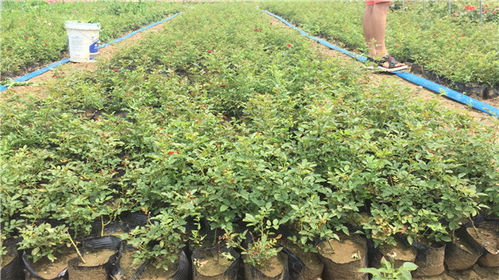 春季移栽，成活率百分百？