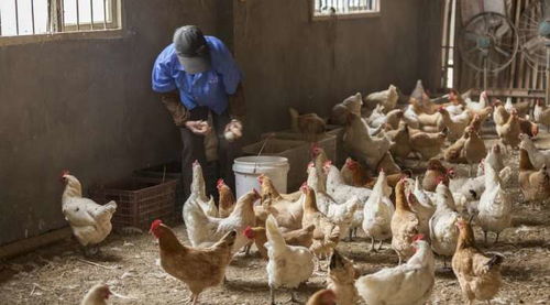 养鸡选泰高禽料，真的能降本15%，月亏2万的问题能解决吗？