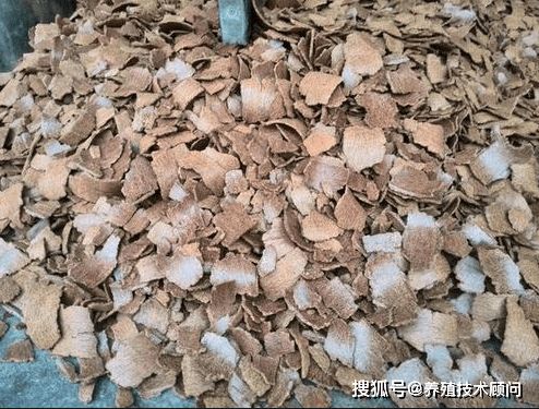 统糠菜籽饼黄金组合怎么做，能省钱又让动物长膘吗？
