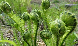 香茅：驱虫还泡茶