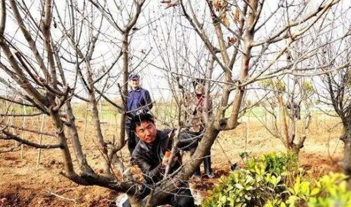 树木修剪的重要性