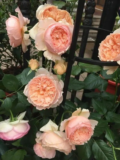 真宙月季：阳台上的温柔守候