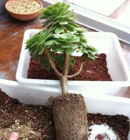 花换盆后多久浇第一次水最合适？