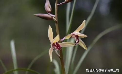 最贵兰花排名第一，价格真的有传言中那么夸张吗