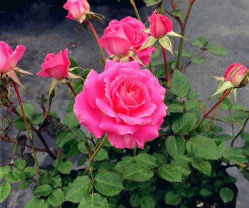 嫩开花吗？当然嫩啊！