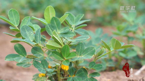 花生生长，旺起来啦！怎么管？